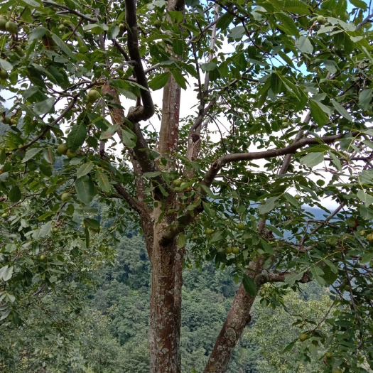 盐源县大优1号 凉山州盐源树河早一号青皮鲜果
