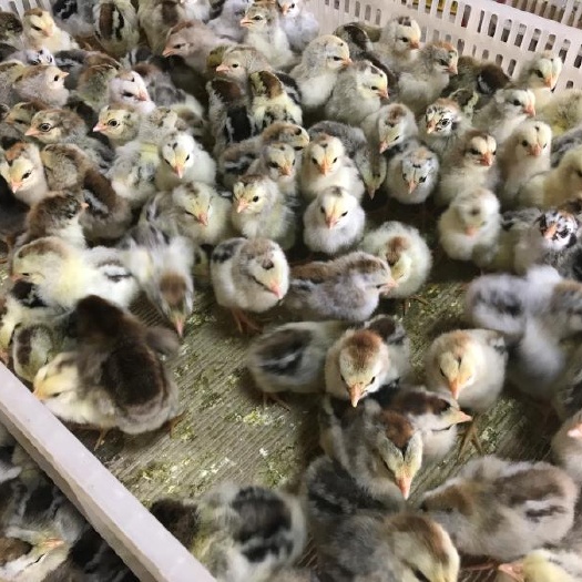 南宁 彩凤花鸡苗，品种纯正，疫苗齐全