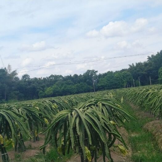 阳春市 超大量火龙果供应，产地直供！欢迎采购商，电商来电资询合作。