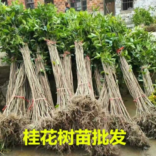 沭阳县 桂花苗嫁接桂花盆栽地栽庭院树苗四季桂金桂丹桂浓香型花卉