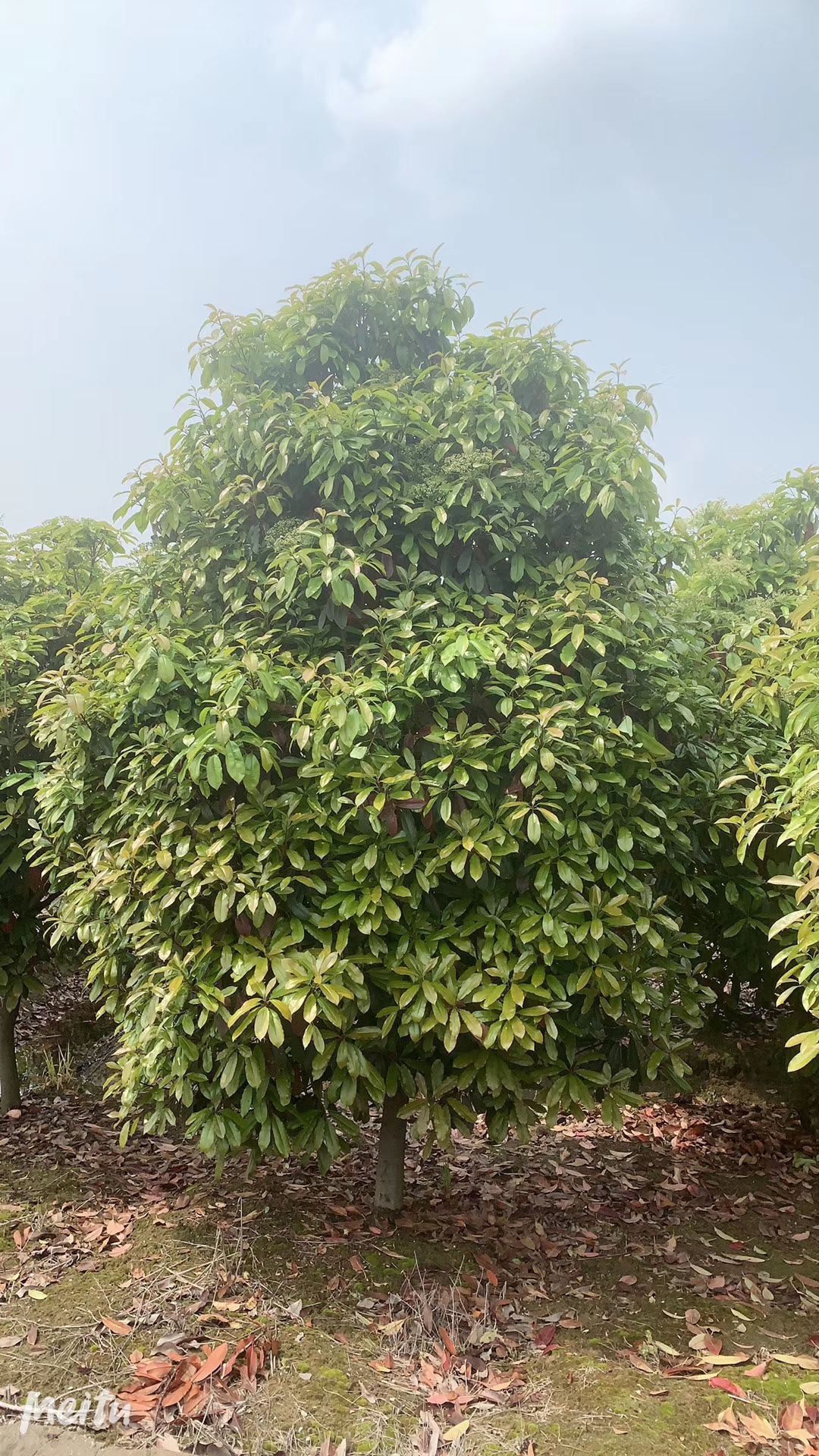 罗木石楠，中华石楠，大量出售