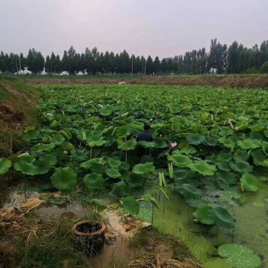 嘉祥县 水果莲藕，飘花莲藕，白莲藕鲜食，可提供藕种