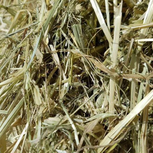 永昌县燕麦草，水分安全，量大，价优