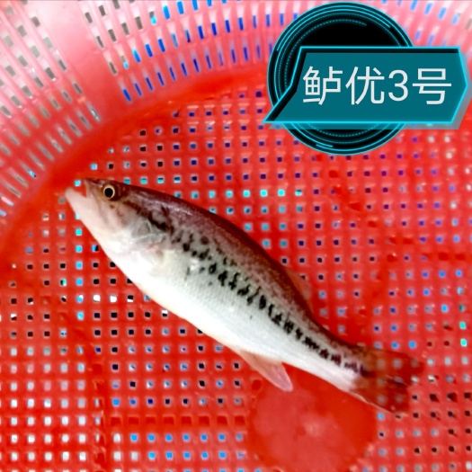 富顺县加州鲈鱼苗  【加洲鲈鱼】优质鱼苗，适应能力强，全部驯化好吃饲料。