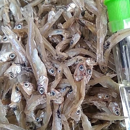 日照公鱼过油淡干味道鲜美，不苦味