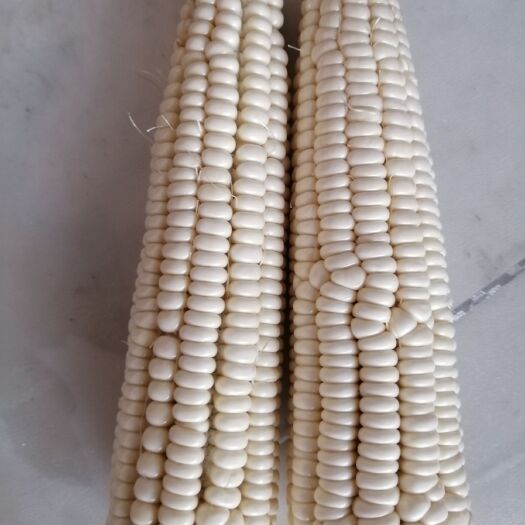 赞皇县白粘玉米2000 籽粒饱满，入口甜，