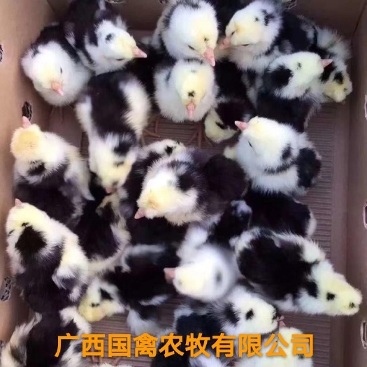 南宁 贵妃鸡苗，品种纯正，疫苗齐全