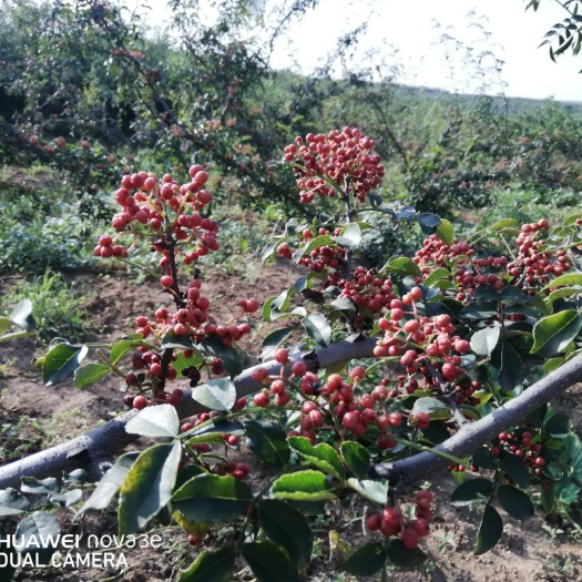 伊川县大红袍花椒 自家种植大红袍，质优价廉，跑个量，欢迎五湖四海的朋友们选购！