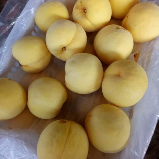 沂南县 黄桃大量上市