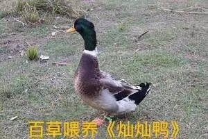 罗定市 罗定市灿灿百草鸭兄弟养殖有限公司