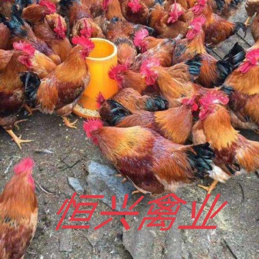 南宁K9鸡苗  k9  882快大肉鸡苗 优良品种 包打疫苗 全国发货