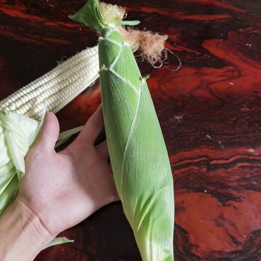 新野县鲜玉米 糯玉米