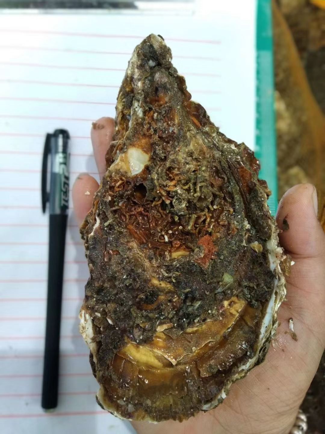 福建生蚝  炮头货，3-4-5规格，懂货的来