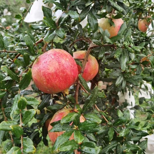 会理市会理突尼斯软籽石榴自家种植一件代发
