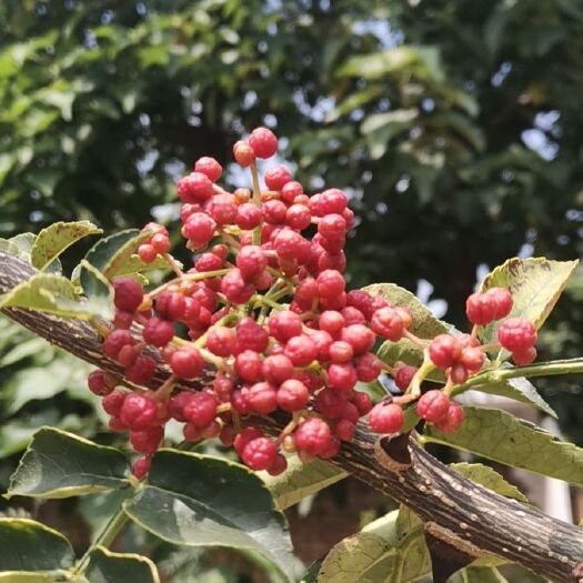 潼关县 潼关大红袍鲜花椒，特级大红袍