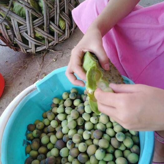 宁都县 江西特产带芯莲子特级有心莲子米农家自产500g干货 手
