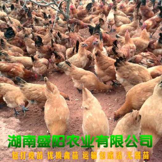衡阳乌骨鸡苗  热销黄羽乌皮红冠土鸡苗乌皮白肉乌肉鸡苗质量保证包
