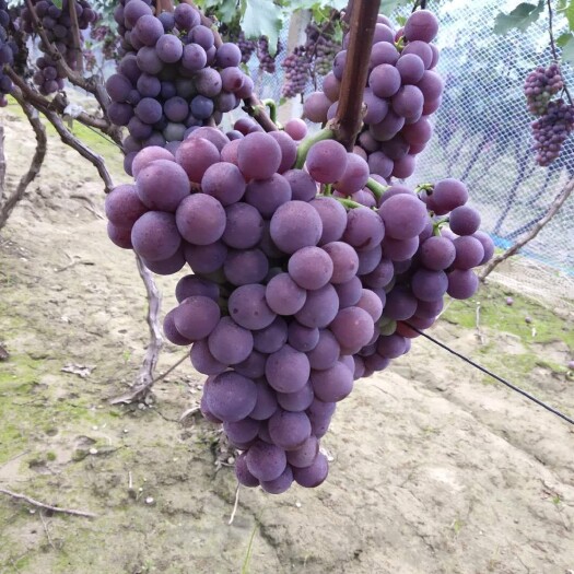 威县陆地巨峰葡萄大量上市  口感好  果粒大  串行好