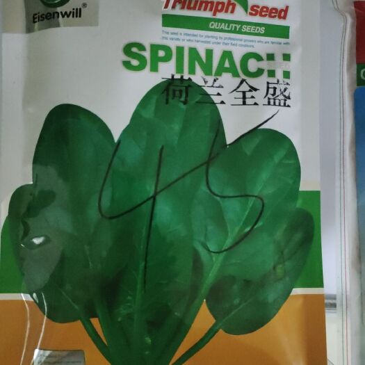 泰安黑圆大叶菠菜种子 荷兰全盛菠菜种，龙牌快大菠菜（注重品质高端，可实地考察）