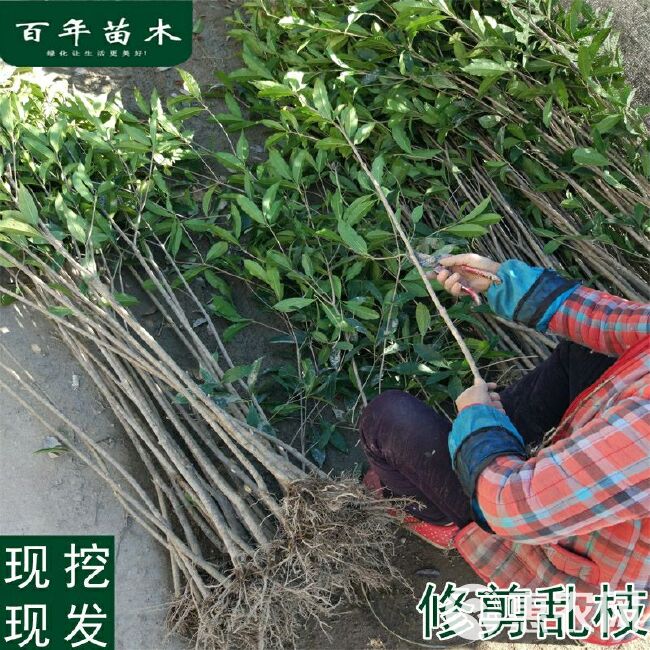  桂花苗嫁接桂花盆栽地栽庭院树苗四季桂金桂丹桂浓香型花卉