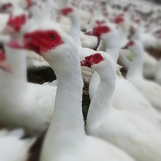 舞阳县大品种克里木番鸭种蛋