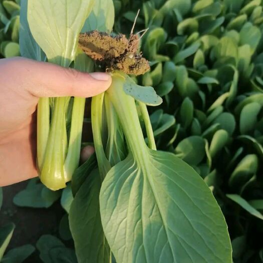曹县上海青 油麦菜 快菜 菠菜  大量上市