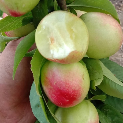 平邑县鹰嘴蜜桃苗 1~1.5米