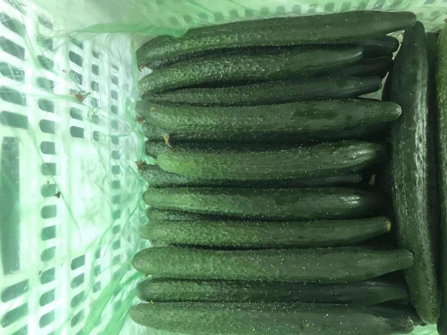 精品黄瓜大量上市啦，条直，颜色好。