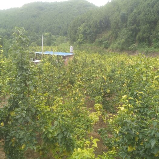 射洪市由于身体原因，转6年树龄盛果期果园，交通方便，设施齐全。