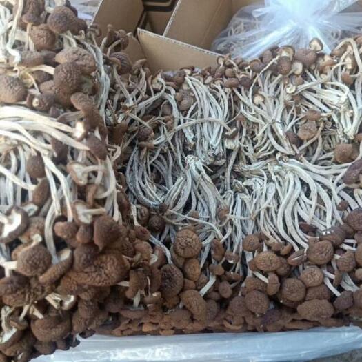 南平茶树菇 菇农直销整件批发茶树菇