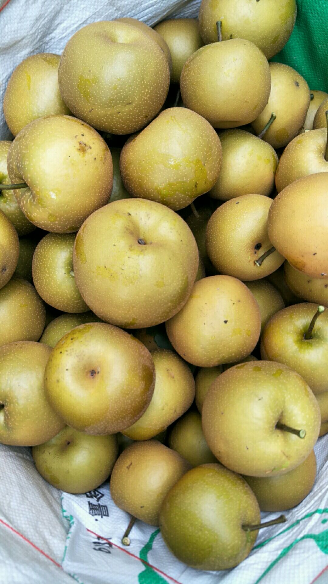 [长十郎梨批发] 长十郎(糖梨)需要的联系价格0.9元/斤 - 惠农网
