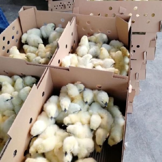 南宁 白凤乌鸡苗，品种纯正，疫苗齐全