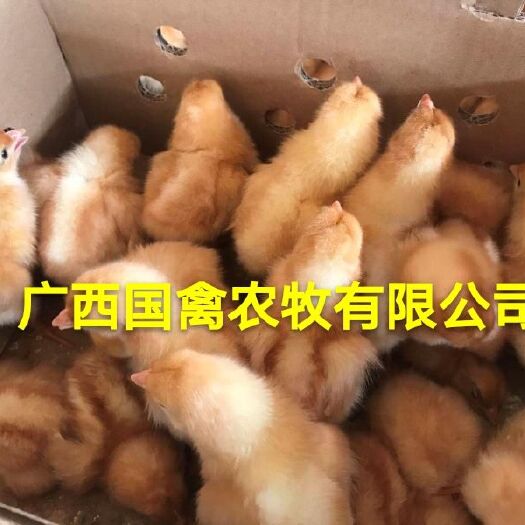南宁 海蓝褐多蛋鸡苗，品种纯正，疫苗齐全