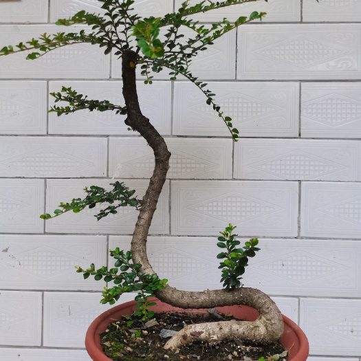 康县小叶黄杨  甘肃平枝栒子荀子桩