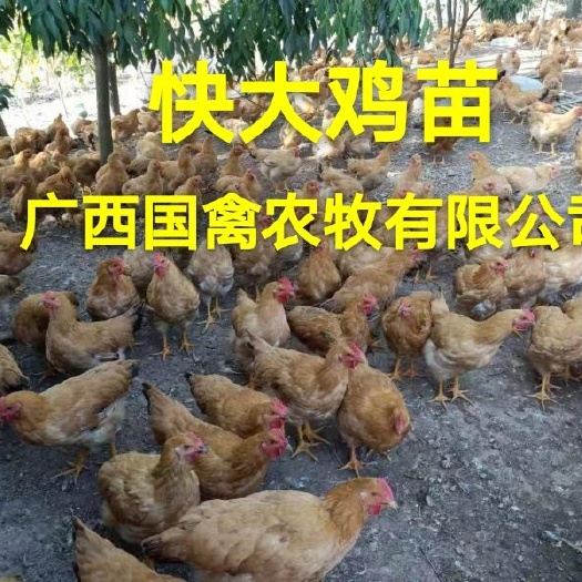 南宁 快大黄鸡苗，品种纯正，疫苗齐全