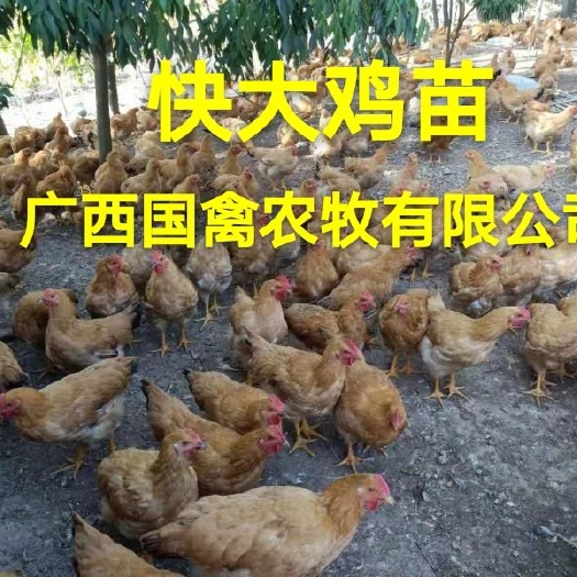 南宁 快大黄鸡苗，品种纯正，疫苗齐全