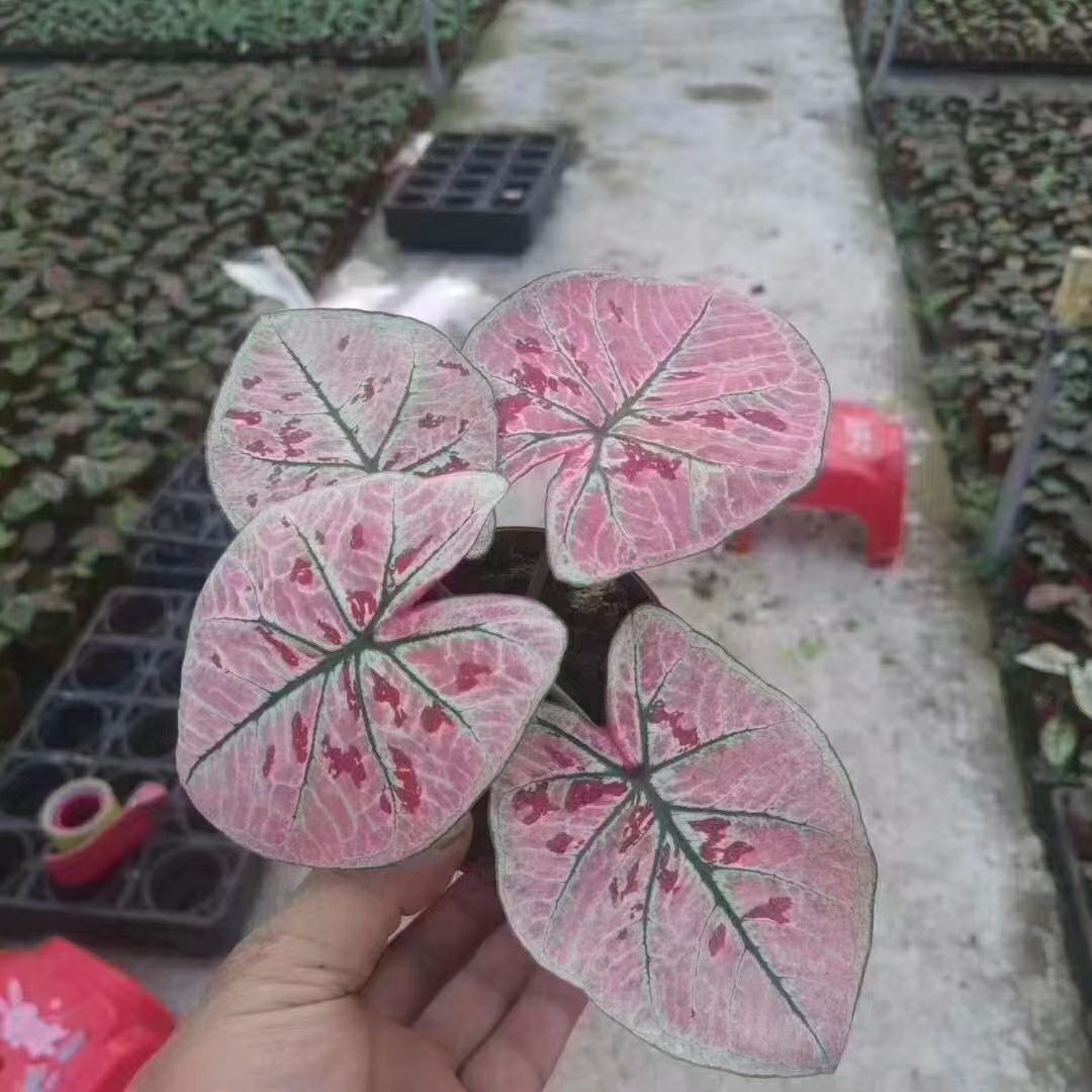 广州红粉佳人合果芋盆栽 100彩叶芋  多色混装