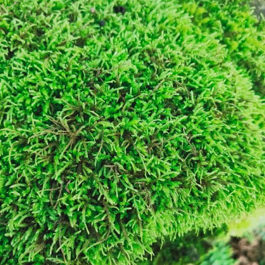贵阳红花草莓苗 野采苔藓