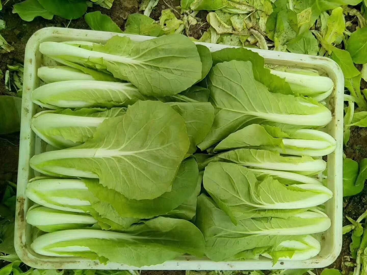 快白菜  山东菏泽曹县邵庄镇北方快菜奶白菜小白菜！