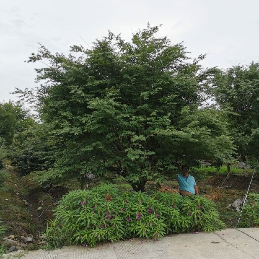 都江堰市小叶鸡爪槭 苗圃直供现货精品鸡爪槭，量大从优，欢迎选购