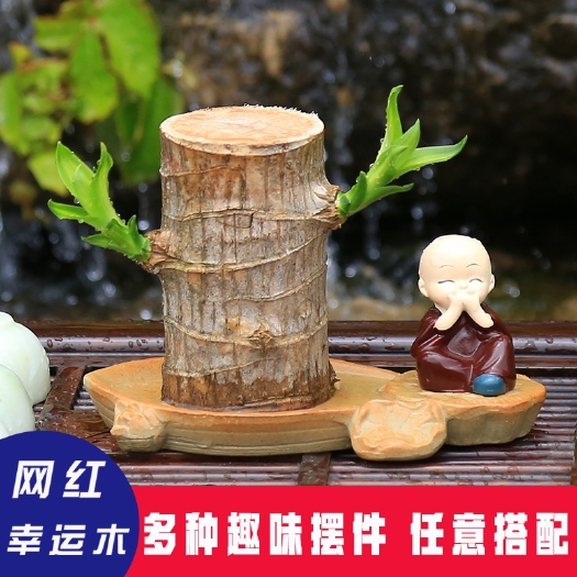 沭阳县 巴西木盆栽水养迷你室内格鲁特绿植四季常青幸运木带苞芽水培植物
