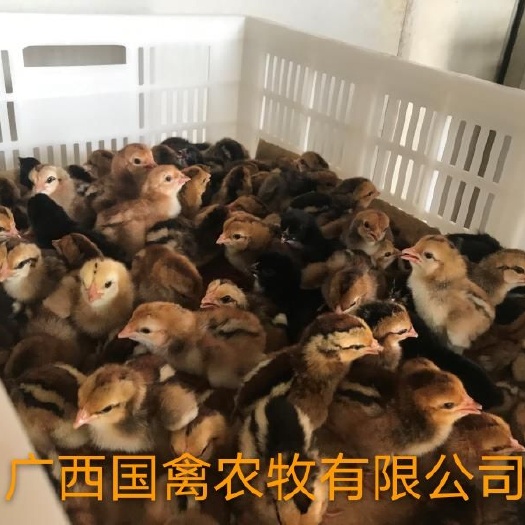 南宁 改良斗鸡苗，纯正斗鸡，疫苗齐全，有公母可选