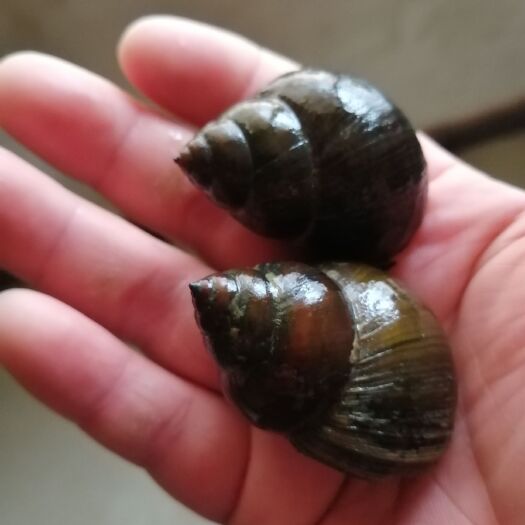 荆州精品田螺