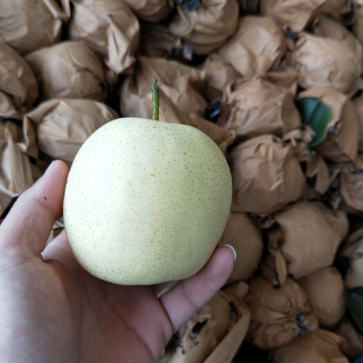 威县 皇冠梨大量出货