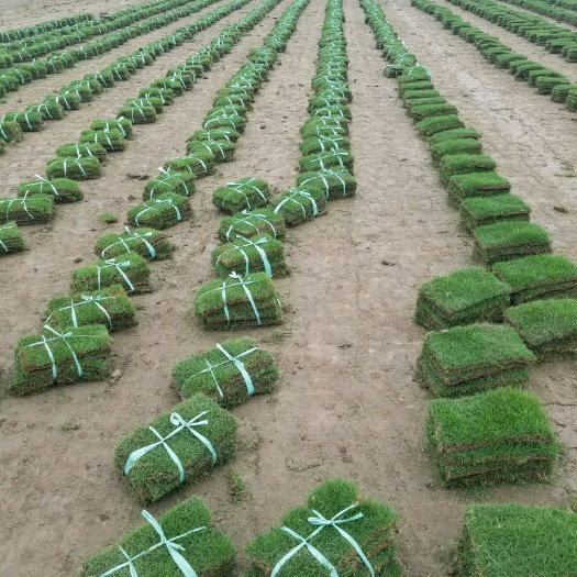 常州马尼拉草皮  马尼拉草块草卷，基地直销各总草坪，现铲现销