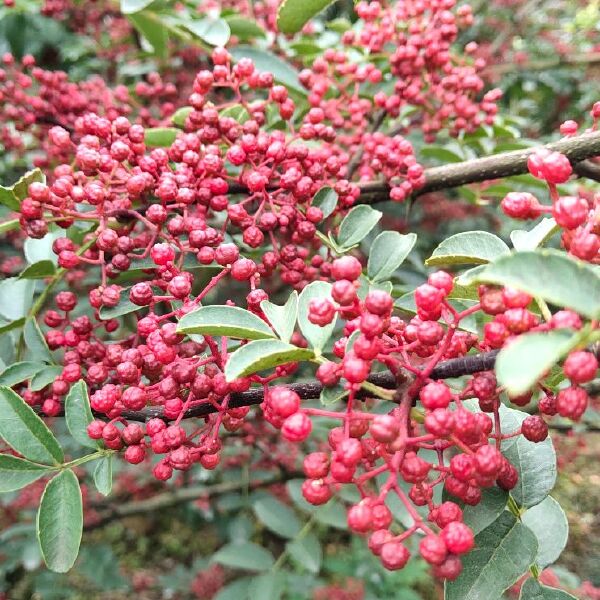 汉源花椒  汉源特级红花椒