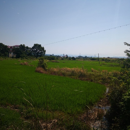  400亩水田合作种植有水库山林地