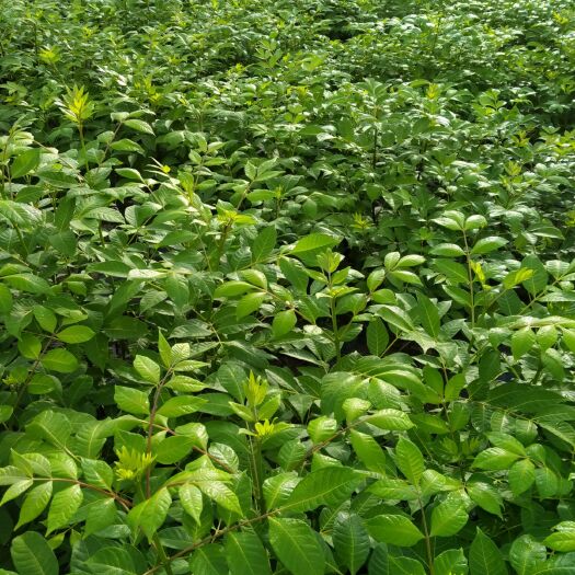 马山县江西中花吴茱萸苗广西中花吴茱萸苗