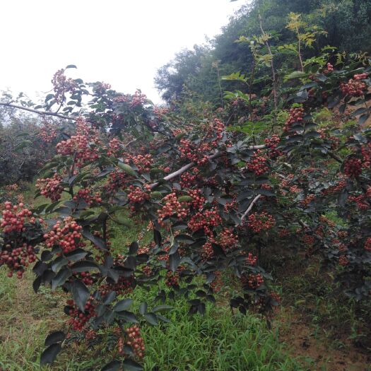 三原县 自家采摘大红袍干花椒，颜色鲜红，颗粒饱满，干净无杂。陕西三原
