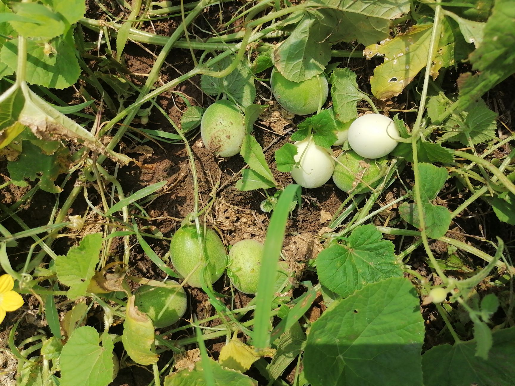 马泡瓜 马泡，全荒山马泡